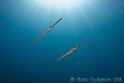 A pair of Flutemouths.  Ningaloo Reef, Western Australia.... by Ross Gudgeon 
